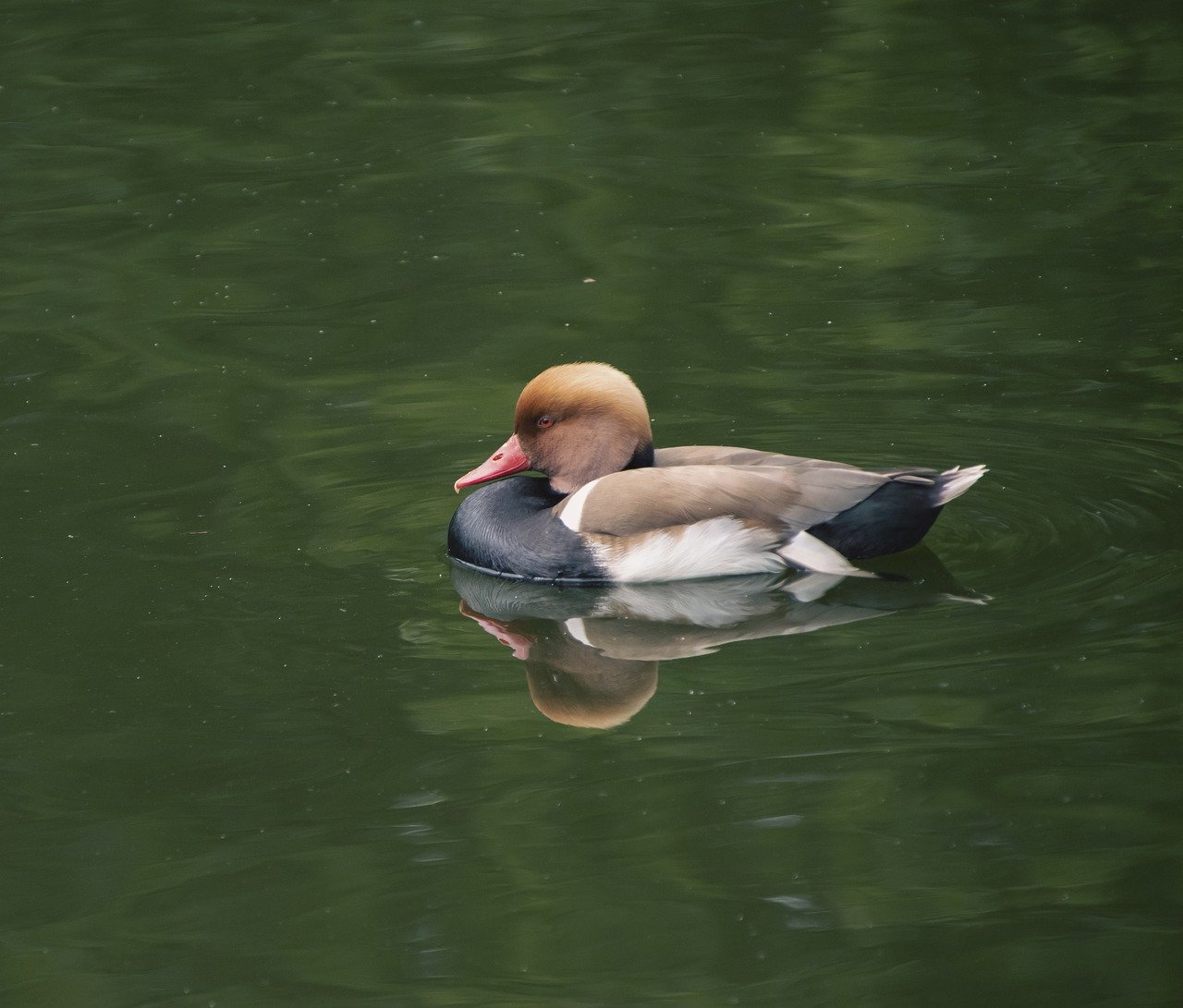 duck, bird, pochard-8156394.jpg